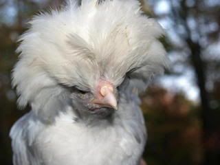 Chickens2007October0282.jpg