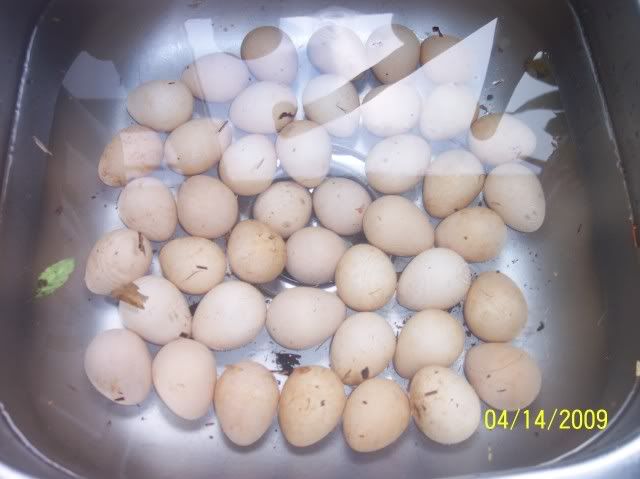 guineaeggs002.jpg