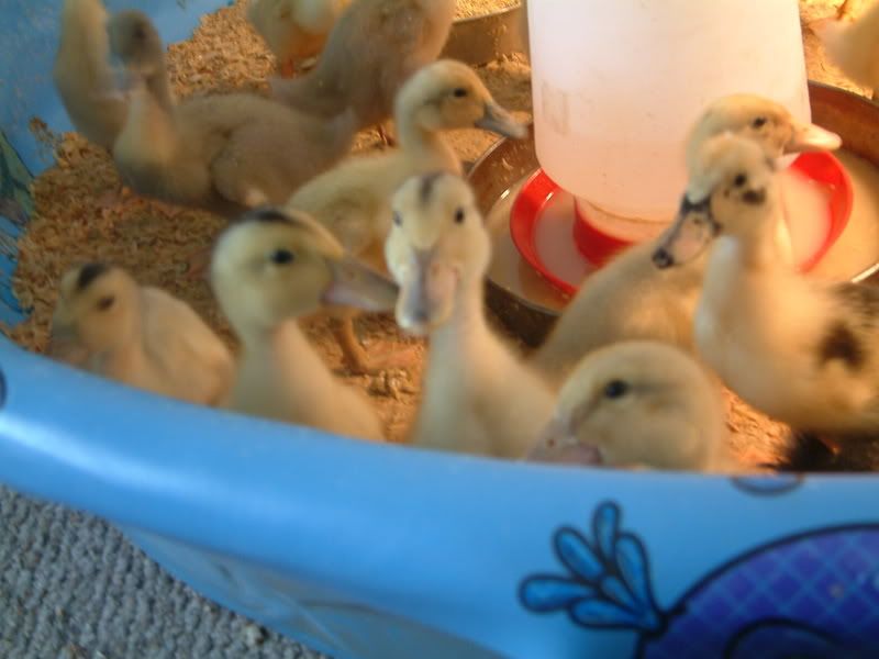 duckwits071.jpg