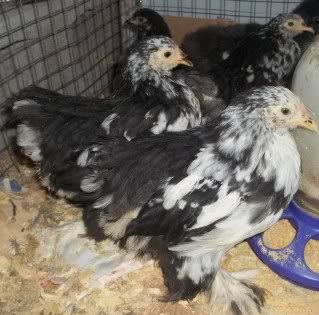 Chickens1-10097.jpg