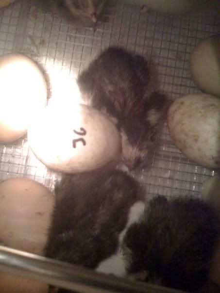 chick3.jpg