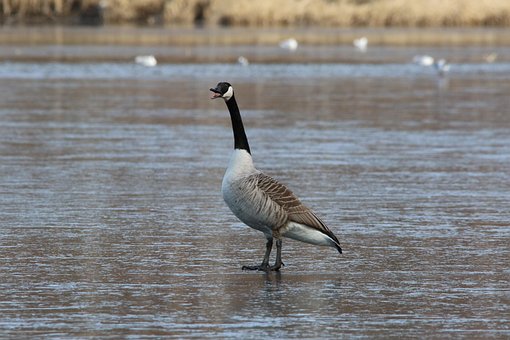 canada-goose-2262319__340.jpg
