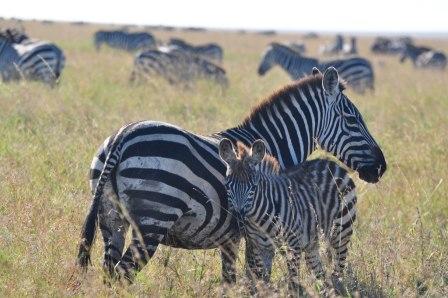 mom_and_baby_zebra.jpg