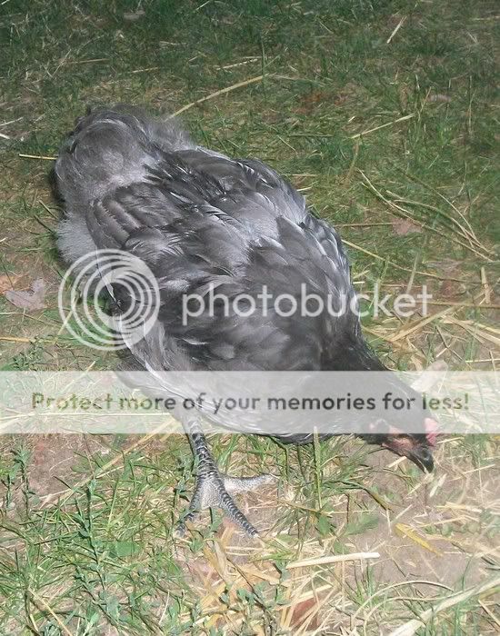 rooster1-4.jpg