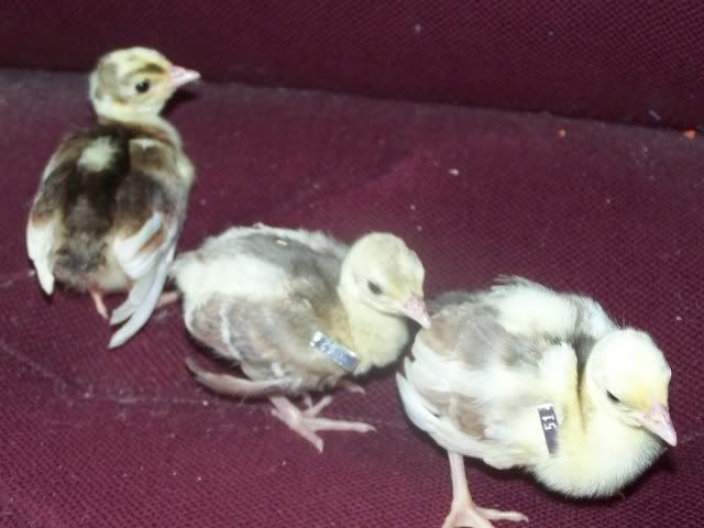 peachicks029.jpg