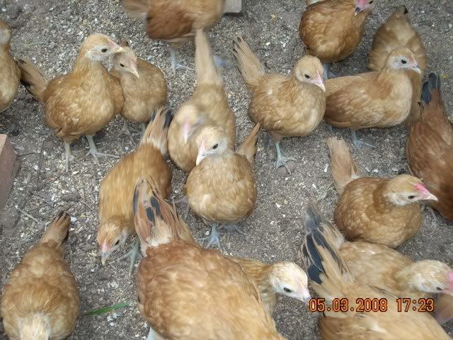 DSCN1174.jpg