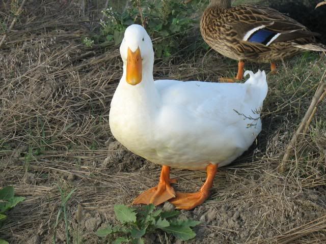 dumpchickens290.jpg