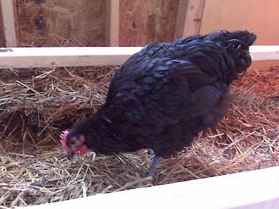 IMG00452.jpg
