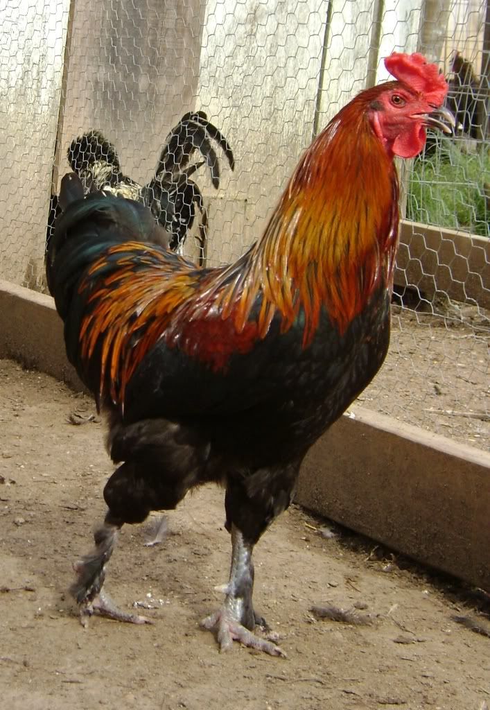 oliveeggroo1c-1.jpg