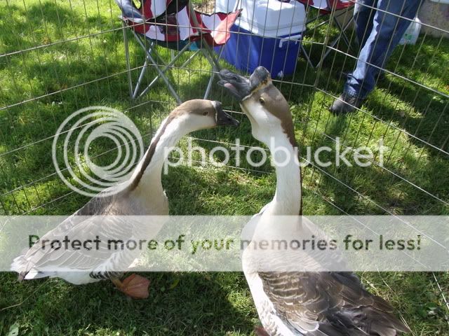 Picture015.jpg