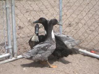 ducksandshuttlesbirthdaypics067.jpg