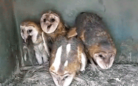 owls.gif