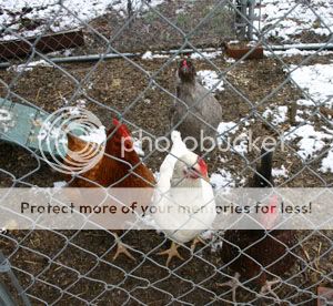 coldchickens.jpg