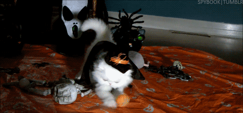 tumblr_mbeh3ai4Qf1qbkee8o1_500.gif