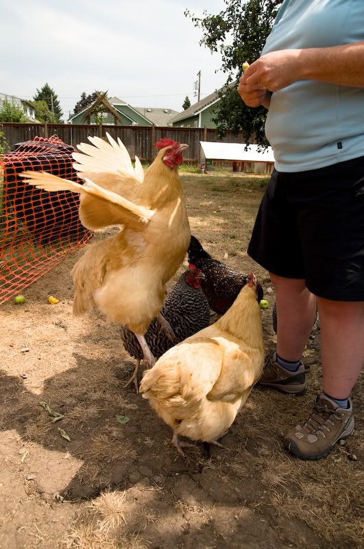 0808chickens005.jpg