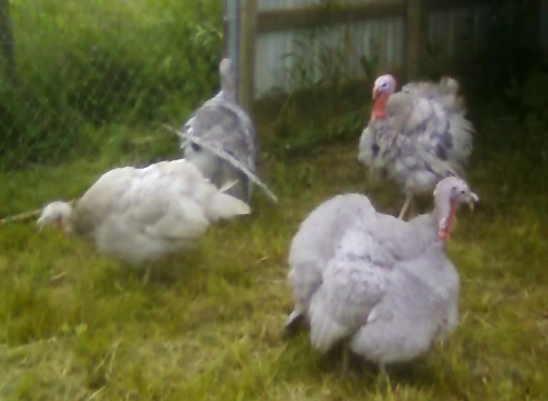 bsturkeypic.jpg