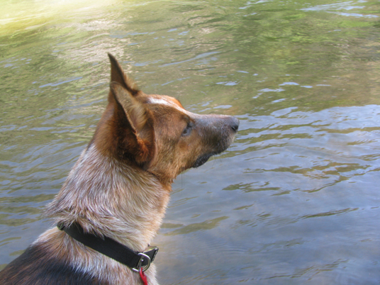 River_Dog_by_wadifahtook.jpg