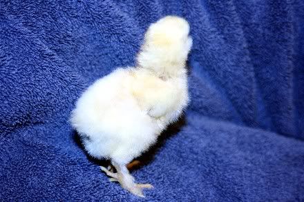 ChickColor5b.jpg