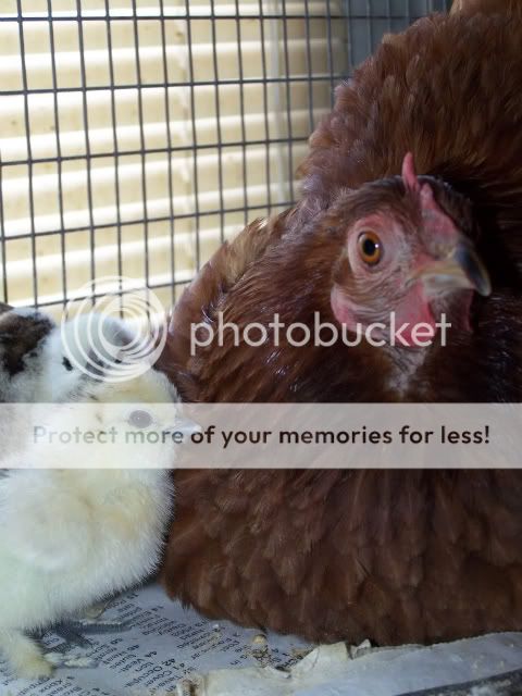 100_7031.jpg
