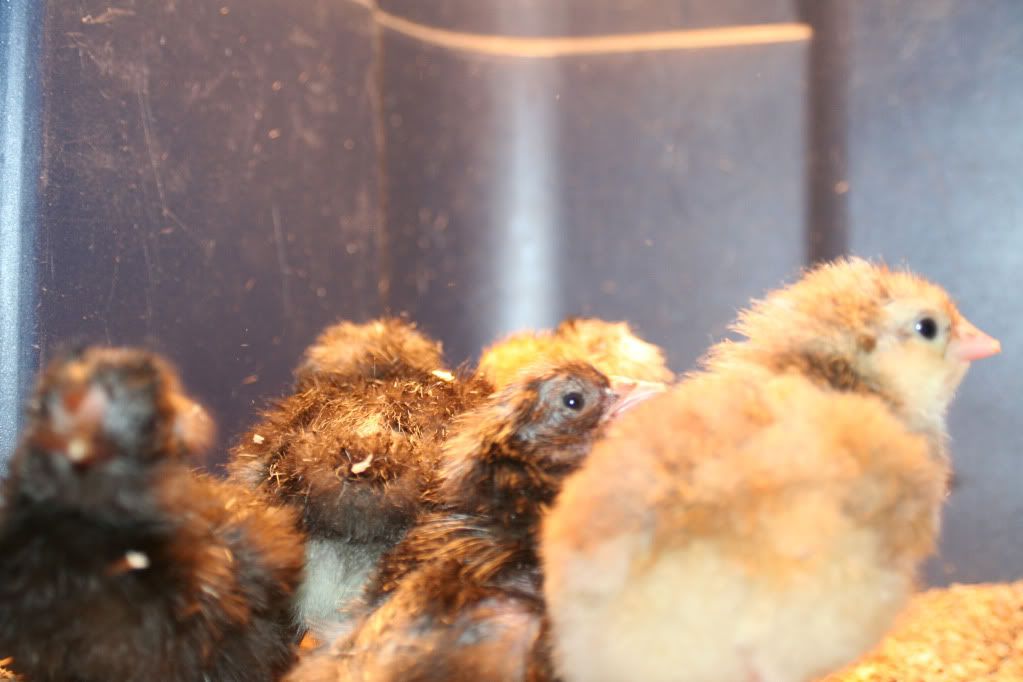 Brooderchicks3.jpg