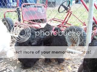 Chickens040.jpg