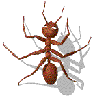 animated-gifs-ants-43.gif