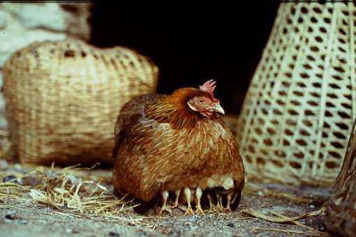 chicken-1607408__340.jpg