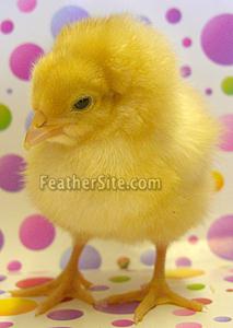 BuffSussexCklChik3days.JPEG