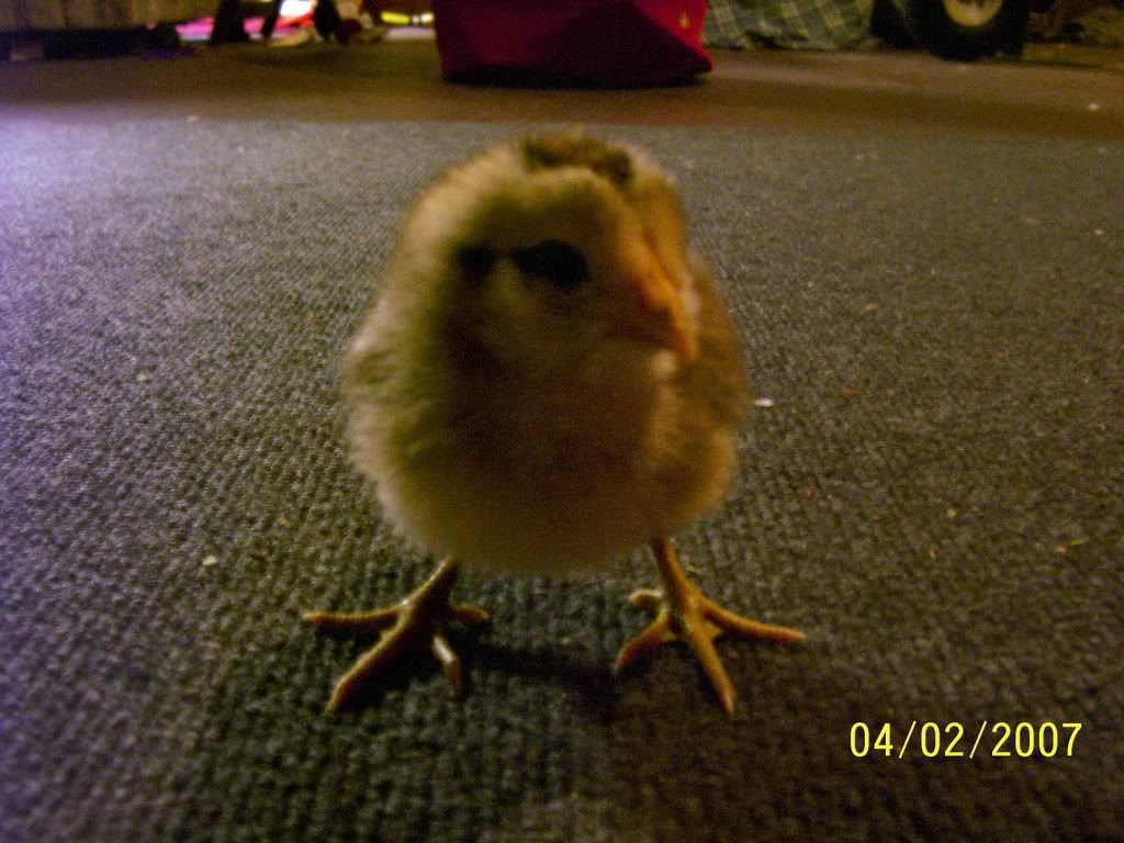 leghorn4.jpg