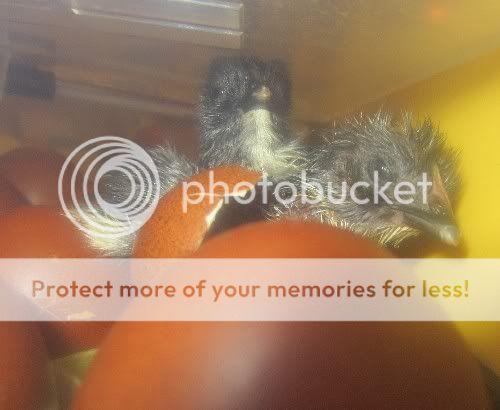 chicks.jpg