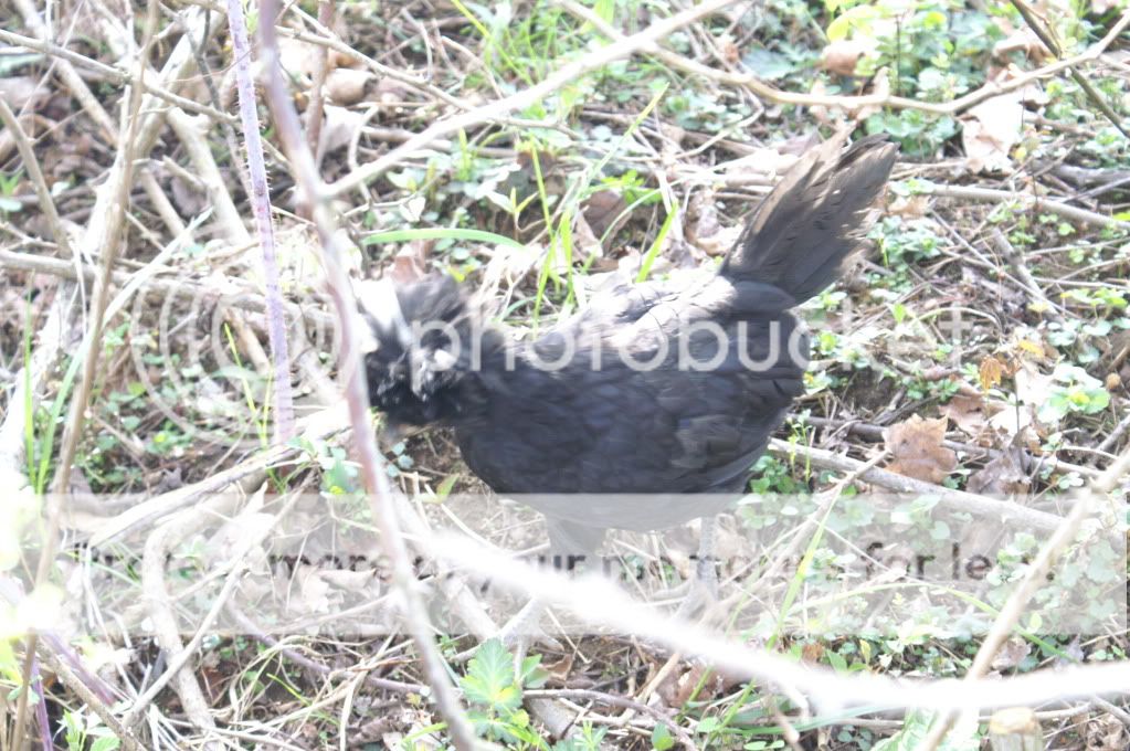 mychickens036.jpg