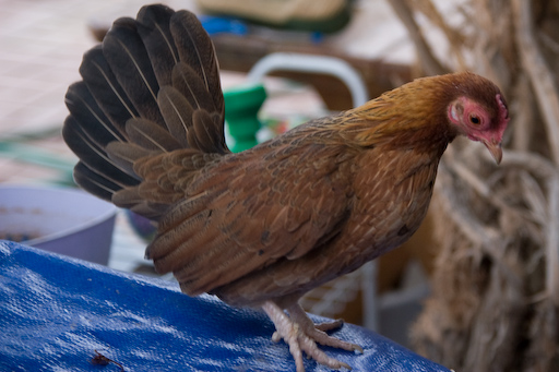 hen-young.jpg