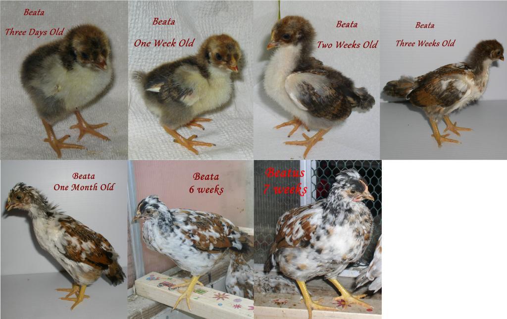 900x900px-LL-0d777a94_105574_beata_one_month_progression.jpeg