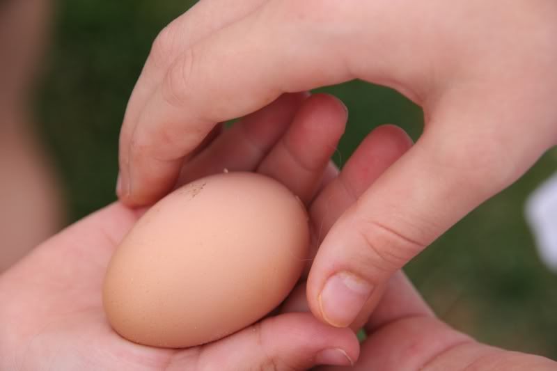 egganddoghair.jpg