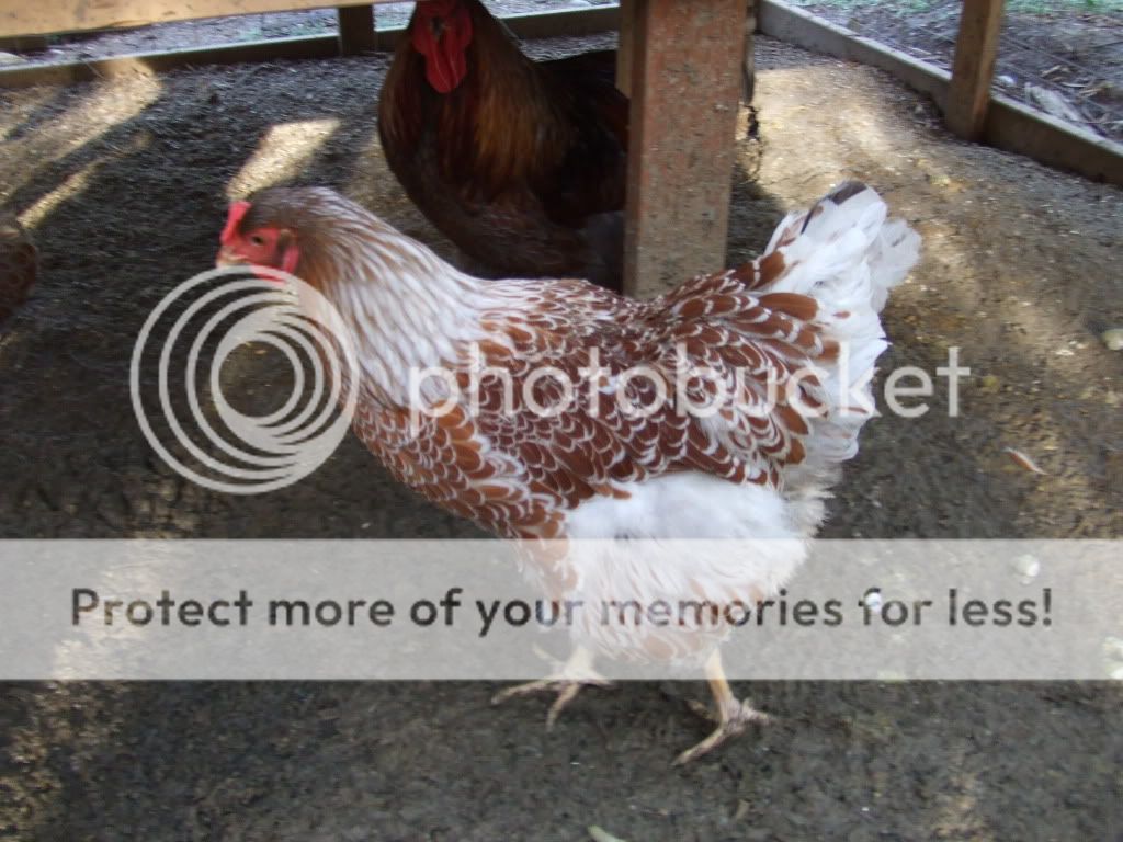SplashHen.jpg