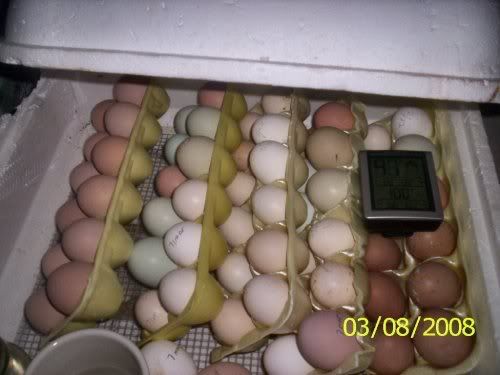 eggs.jpg