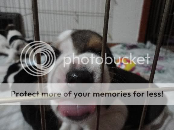 Puppy1Rosiegirl3weeksFUNNY.jpg