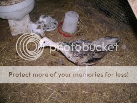 peachick1-1.jpg