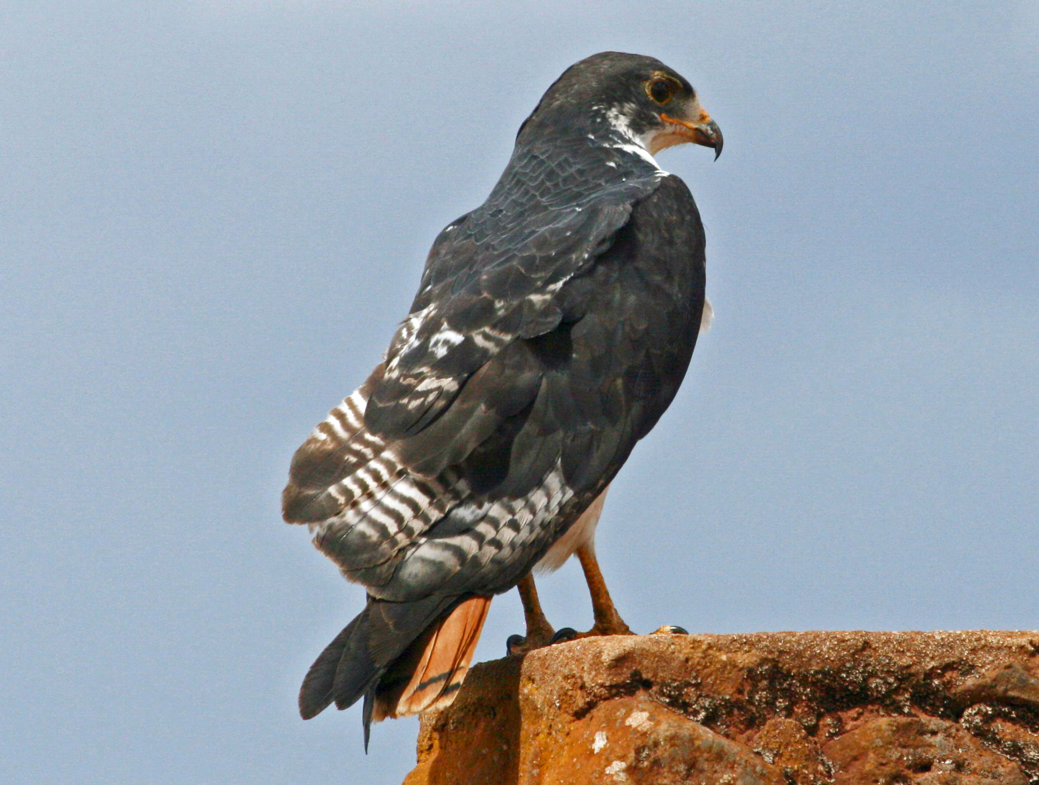 Augur_Buzzard_%28Buteo_augur%29_RWD.jpg