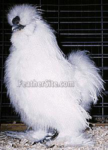 SilkieWhM.JPEG