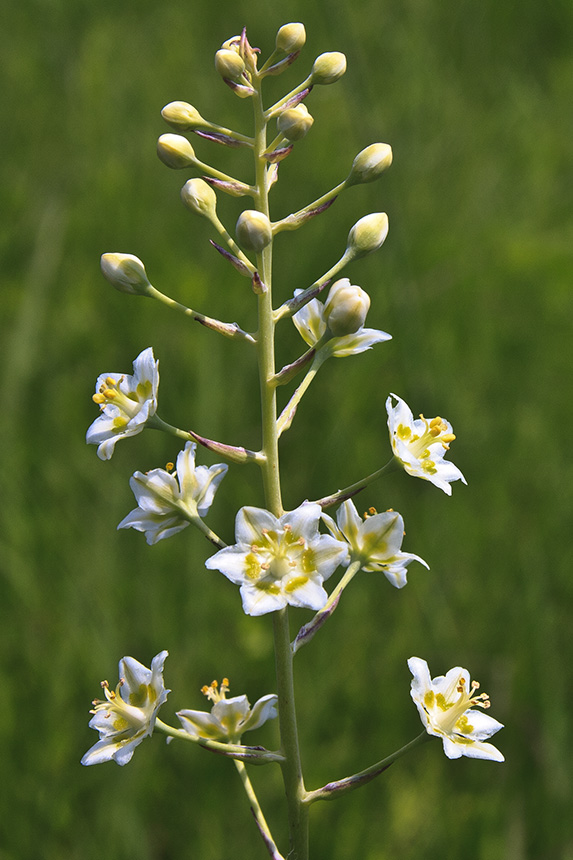 mountain_death_camas_(elegans)_05.jpg