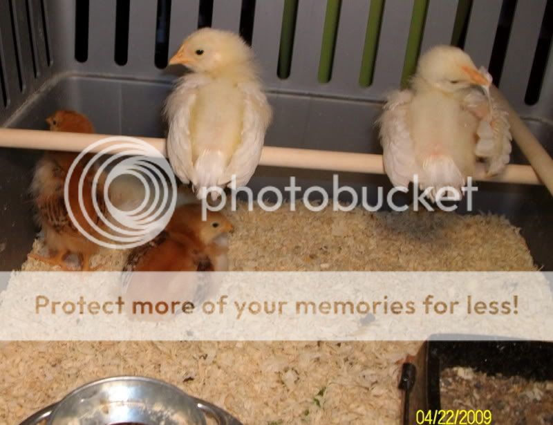 chicksday10003.jpg