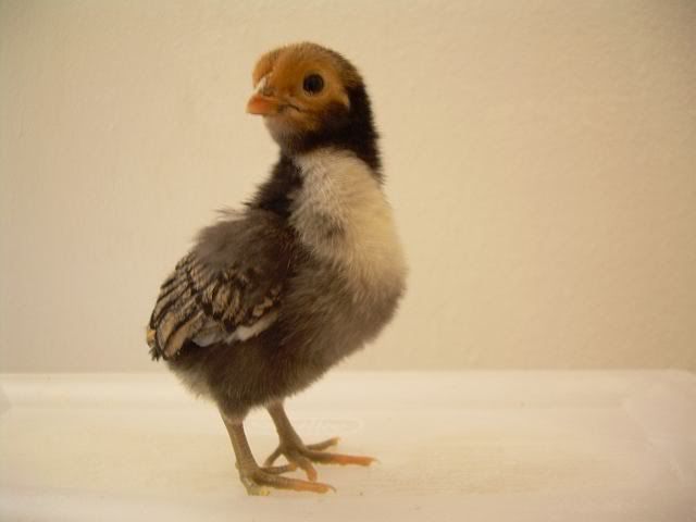 bhcandchicks047.jpg