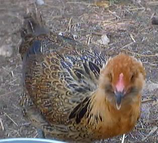 Picture034.jpg