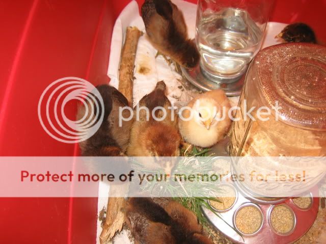 share009-1.jpg
