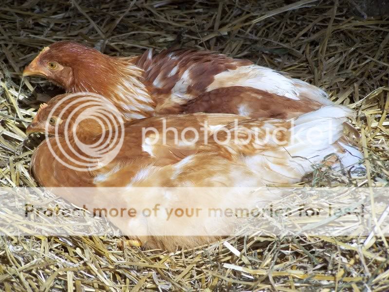 Coop5-11006.jpg