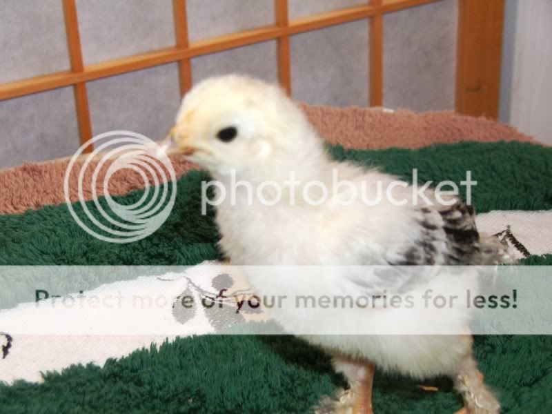 DSCF5618.jpg