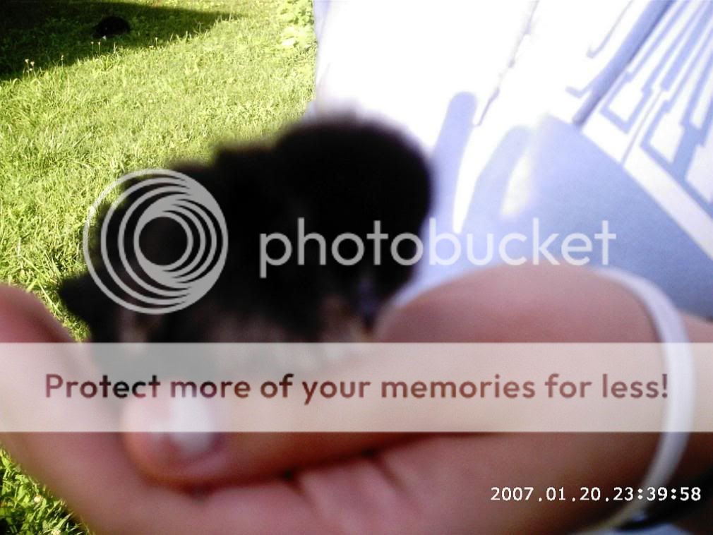 chicksanstuff2007.jpg
