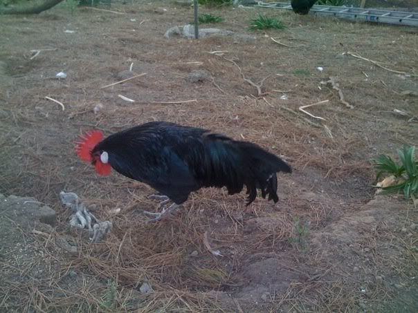 00chicken.jpg