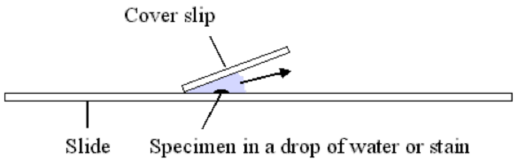 Microscope4.gif